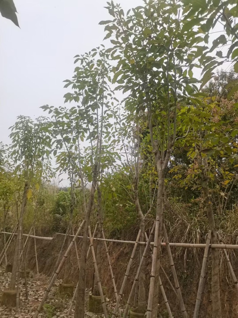 红花风铃木基地直销规格齐全欢迎老板来电咨询合作