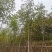 红花风铃木基地直销规格齐全欢迎老板来电咨询合作