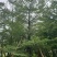 小叶榄仁树基地直销规格齐全欢迎老板来电咨询合作