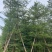 小叶榄仁树基地直销规格齐全欢迎老板来电咨询合作