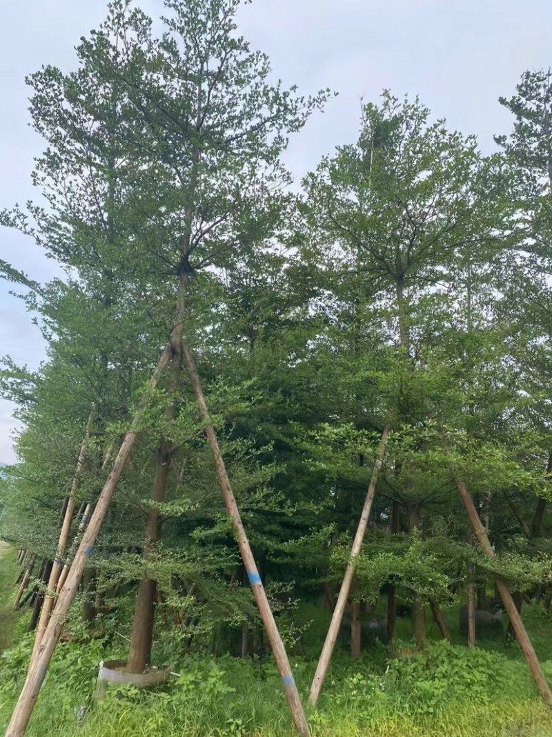 小叶榄仁树基地直销规格齐全欢迎老板来电咨询合作