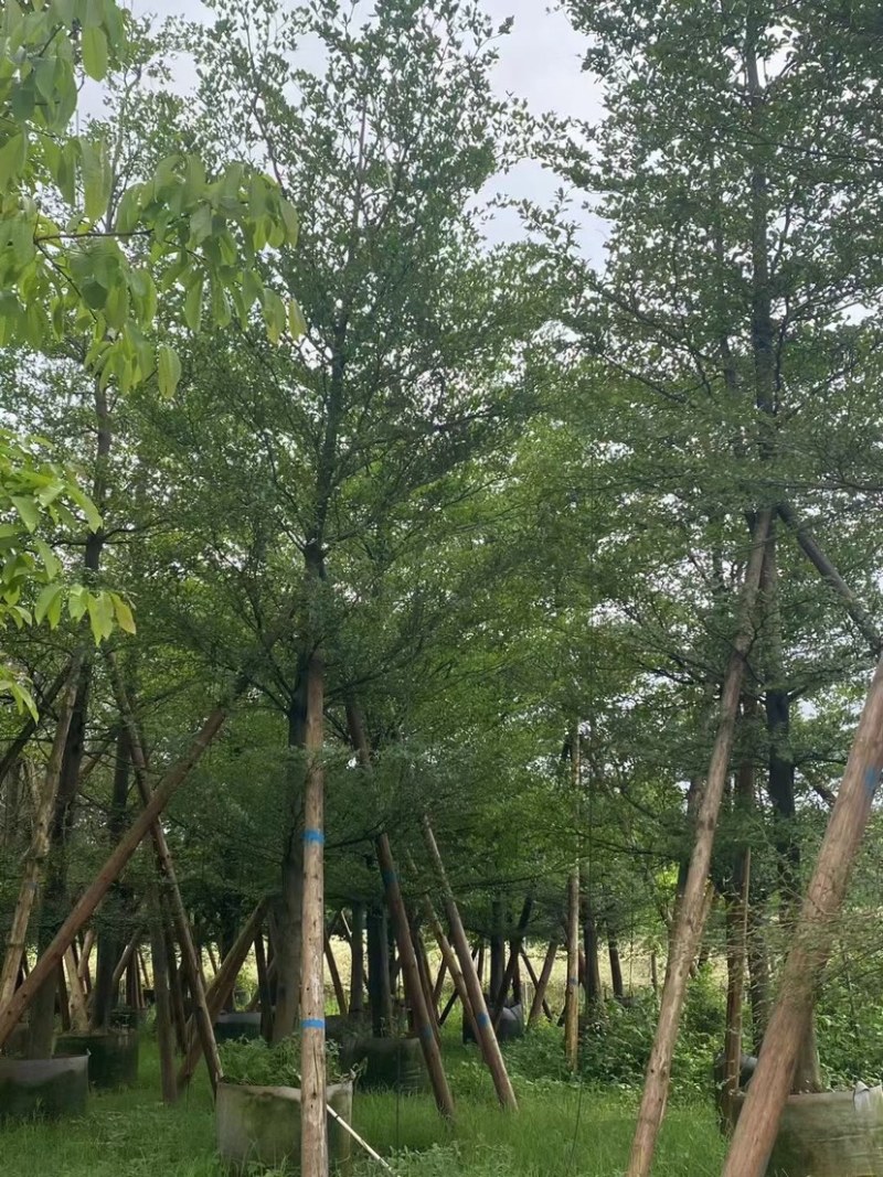 小叶榄仁树基地直销规格齐全欢迎老板来电咨询合作