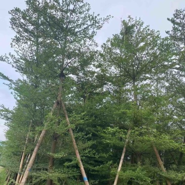 小叶榄仁树基地直销规格齐全欢迎老板来电咨询合作