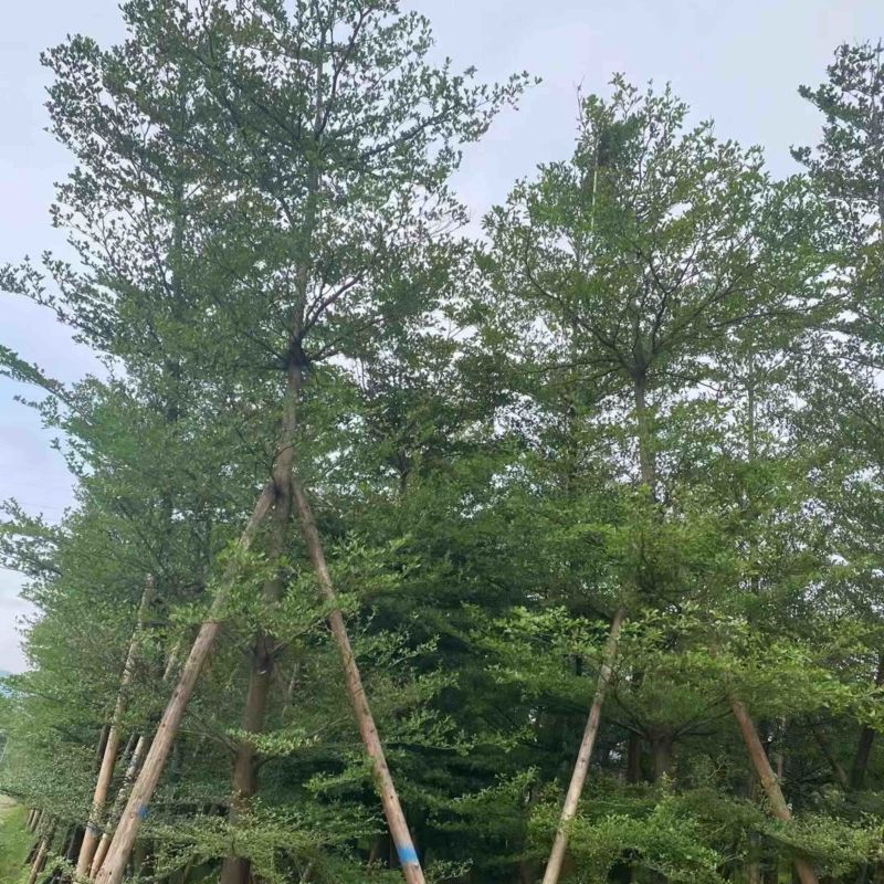 小叶榄仁树基地直销规格齐全欢迎老板来电咨询合作