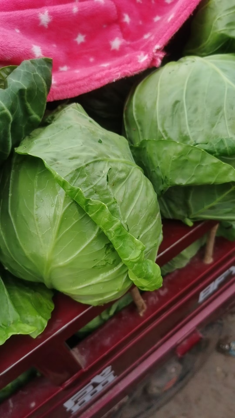 绿甘蓝，蔬菜，甘蓝，圆包菜，整车产区装车，福建蔬菜，