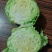 玉田甘蓝大量上市