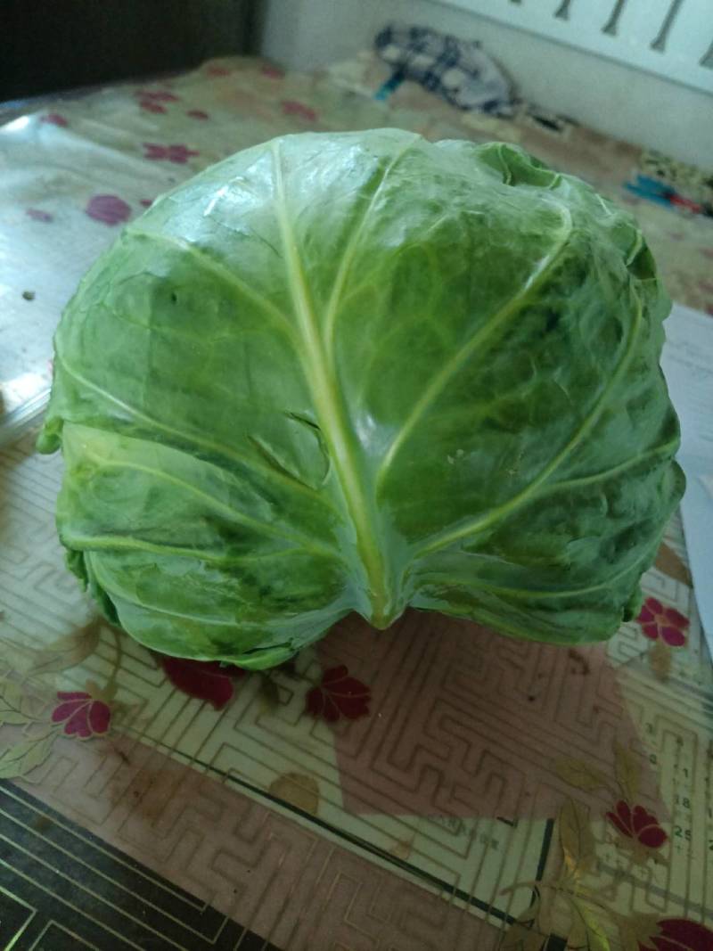 玉田甘蓝大量上市