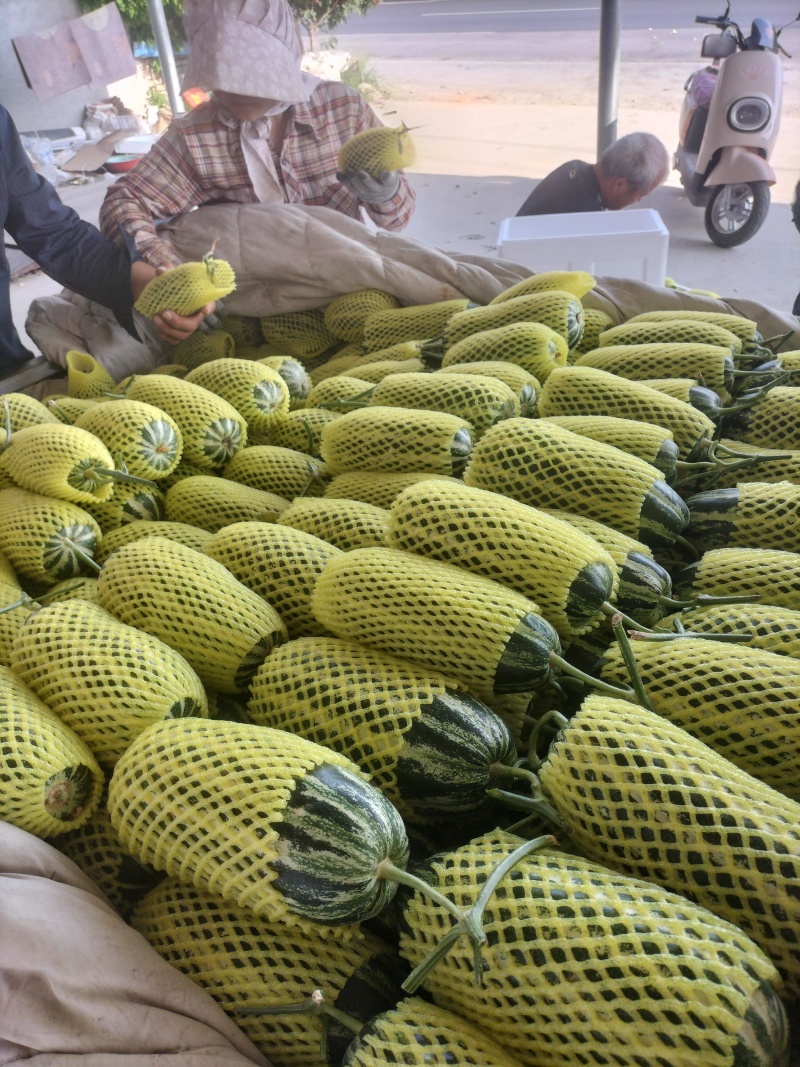 砀山县博洋九甜瓜六一甜瓜，头茬鲜瓜，含糖量高，清香，
