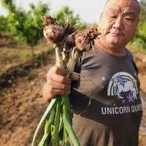 河北苗绿紫皮鲜蒜，供应各大市场、档口现摘现发。