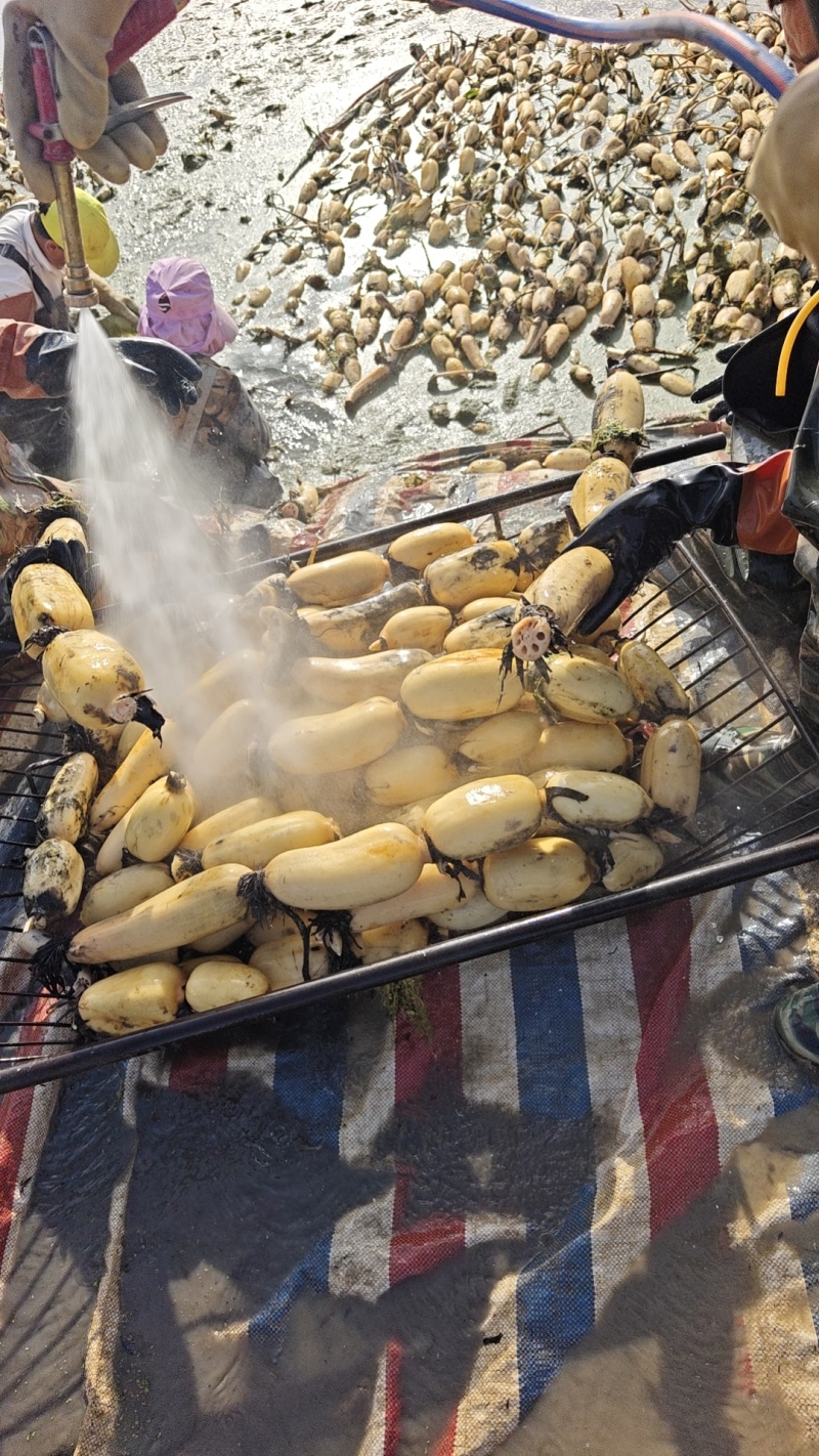 糯米藕食材供应