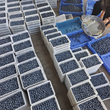 丹东蓝莓大量上市，品种多，对接二批，电商，私域，社区团购