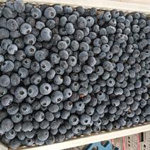 丹东优质蓝莓全国发货