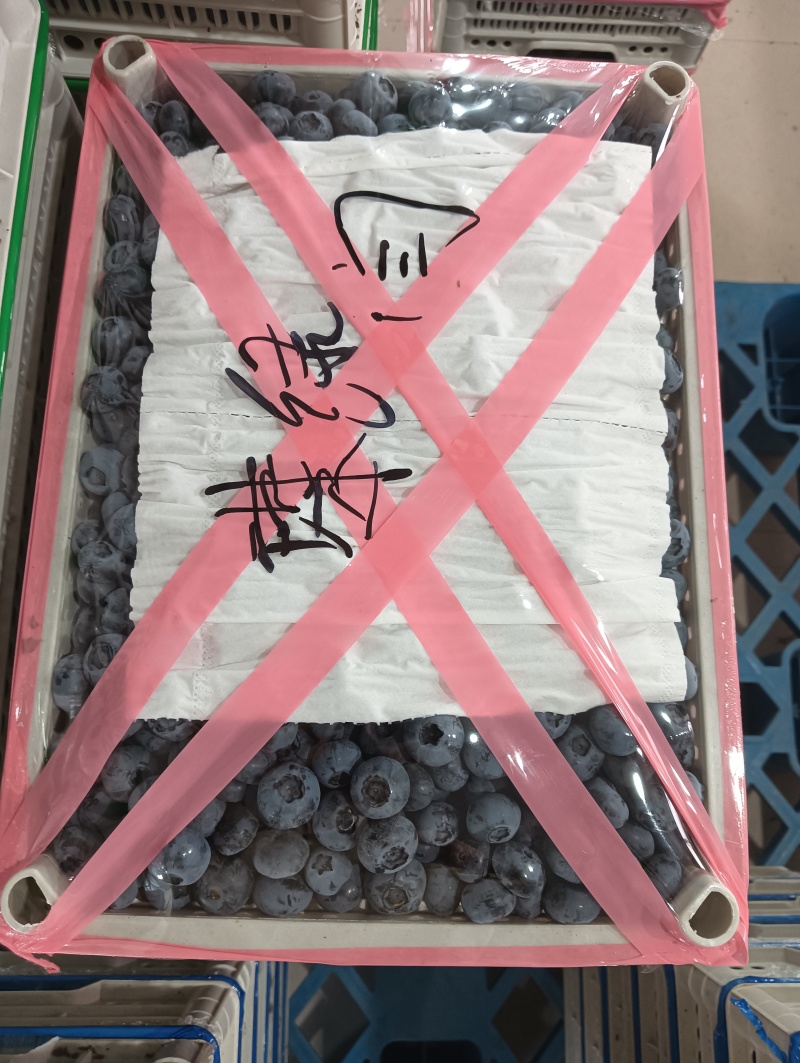 丹东优质蓝莓全国发货
