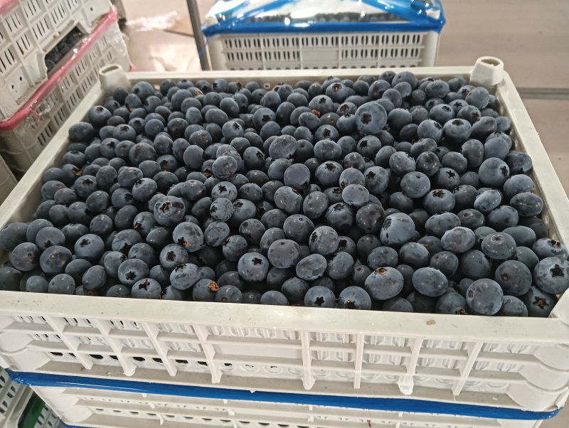 丹东优质蓝莓全国发货