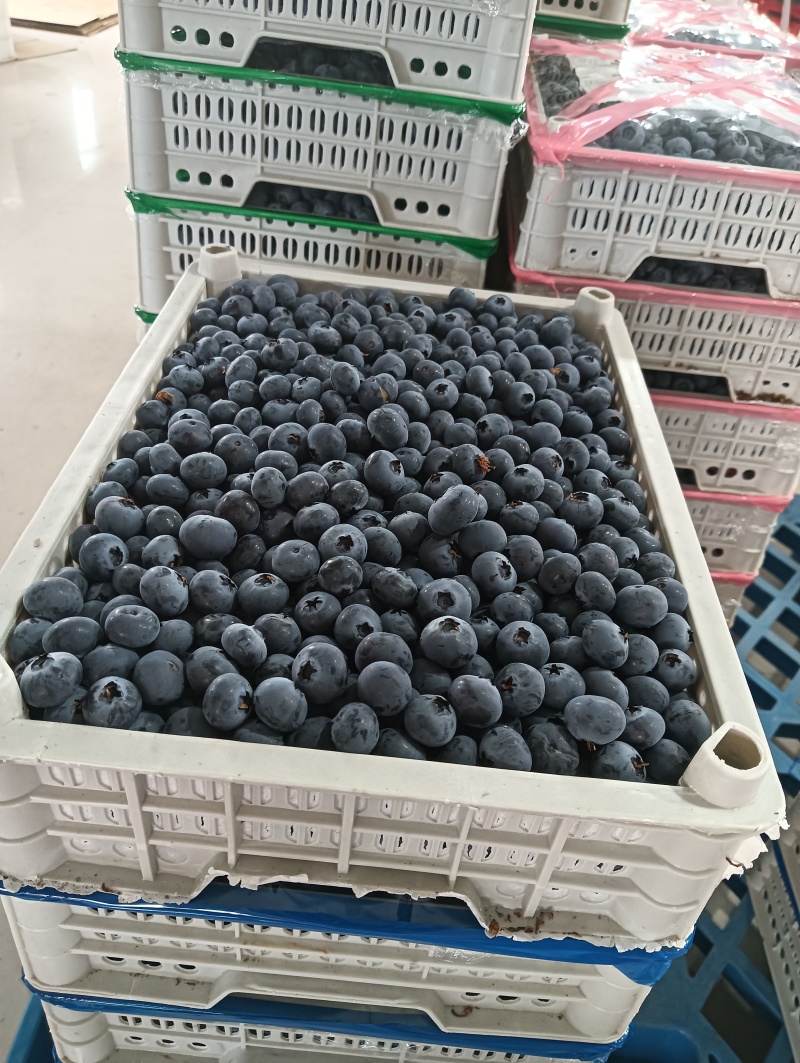 丹东优质蓝莓全国发货