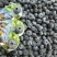 丹东优质蓝莓全国发货