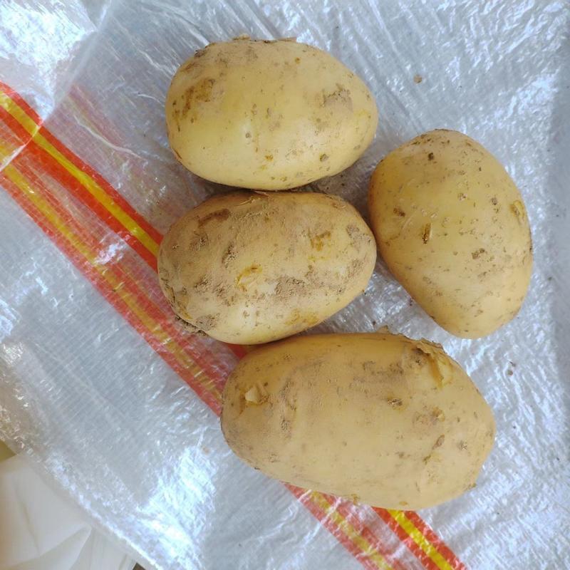 精品黄心土豆大量上市品质保证一手货源量大从优