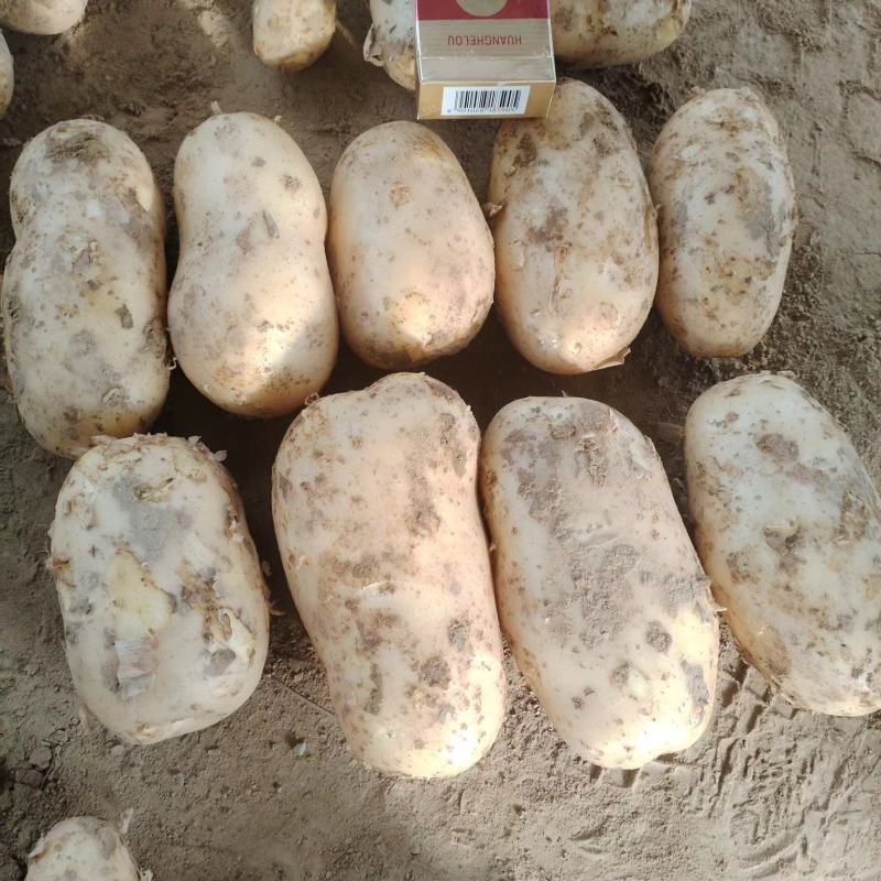 精品黄心土豆大量上市品质保证一手货源量大从优