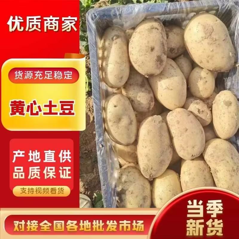 精品黄心土豆大量上市品质保证一手货源量大从优