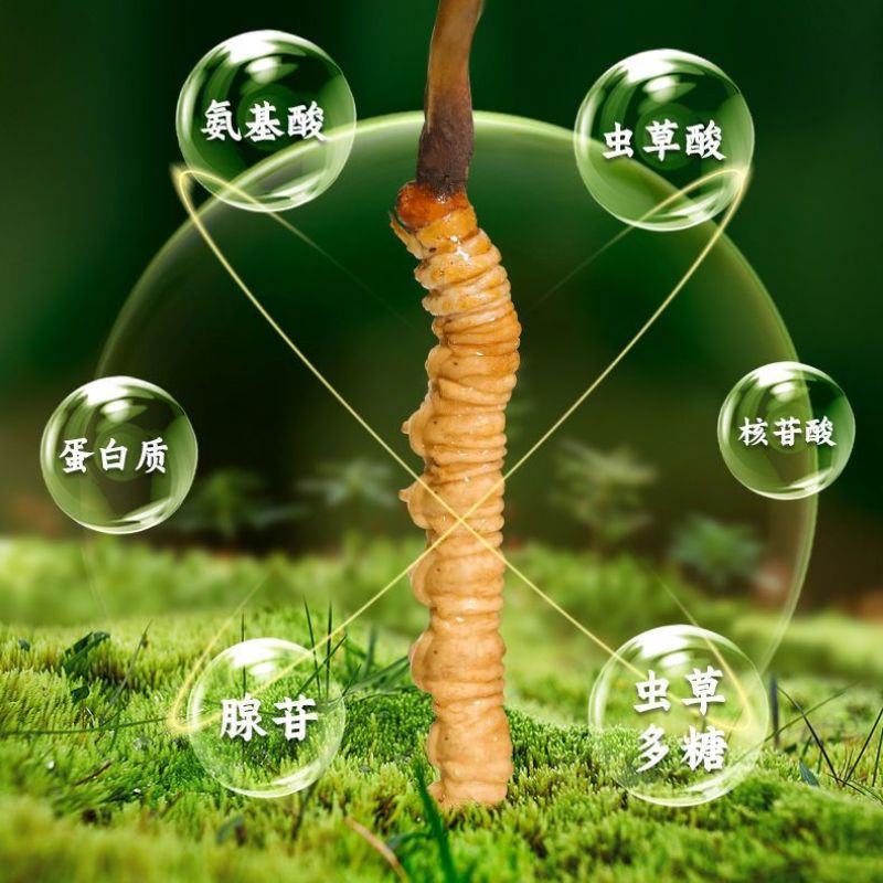 西藏那曲冬虫夏草现挖2024年虫草纯野生滋补品正宗产地直