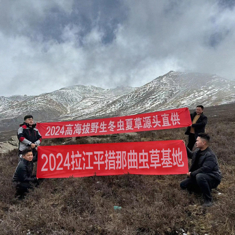 西藏那曲冬虫夏草现挖2024年虫草纯野生滋补品正宗产地直