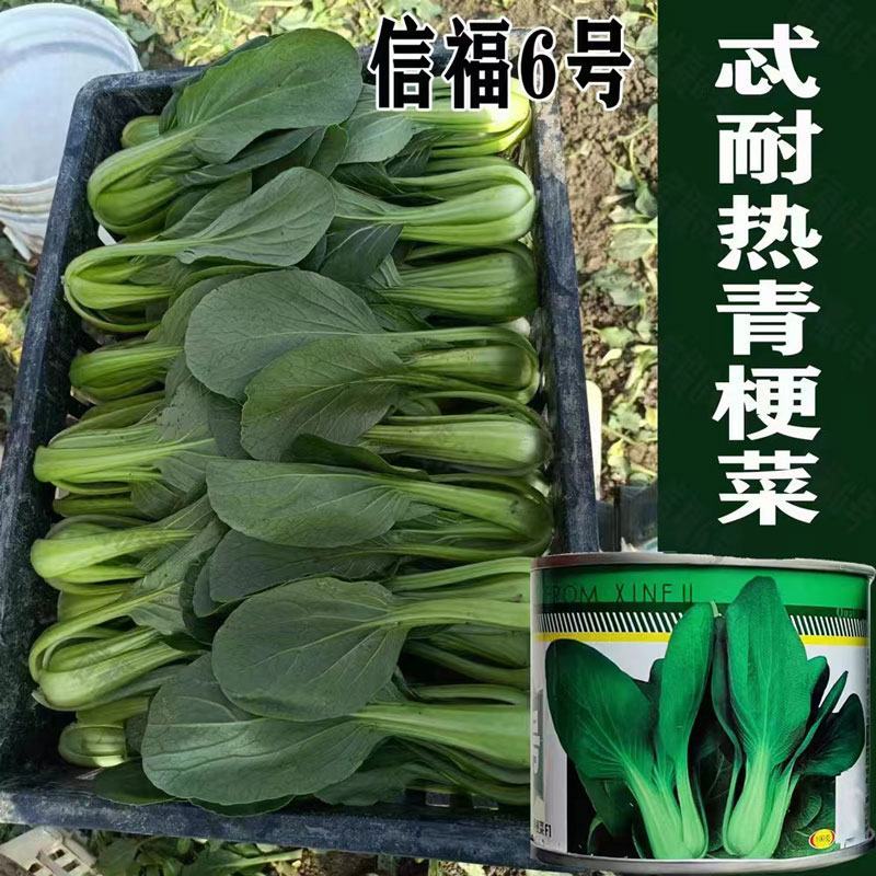 信福6号耐热青梗菜种子不拔节梗绿上海青种子100克原装