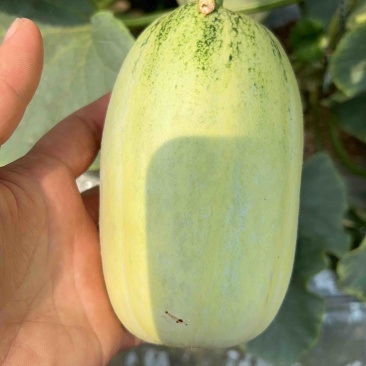 【实力供货】陕西大荔博洋72蜜源18甜瓜可视频看货基地直发