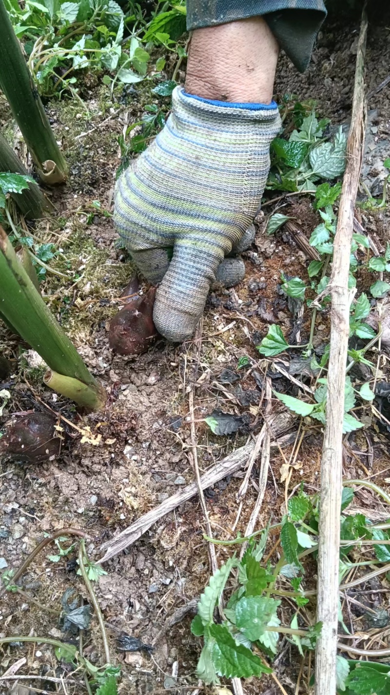 洋菏马上开始上市