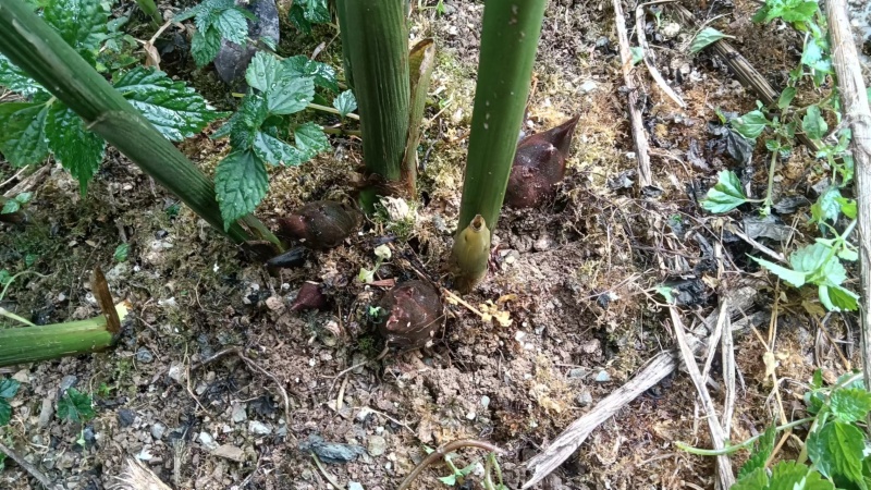 洋菏马上开始上市