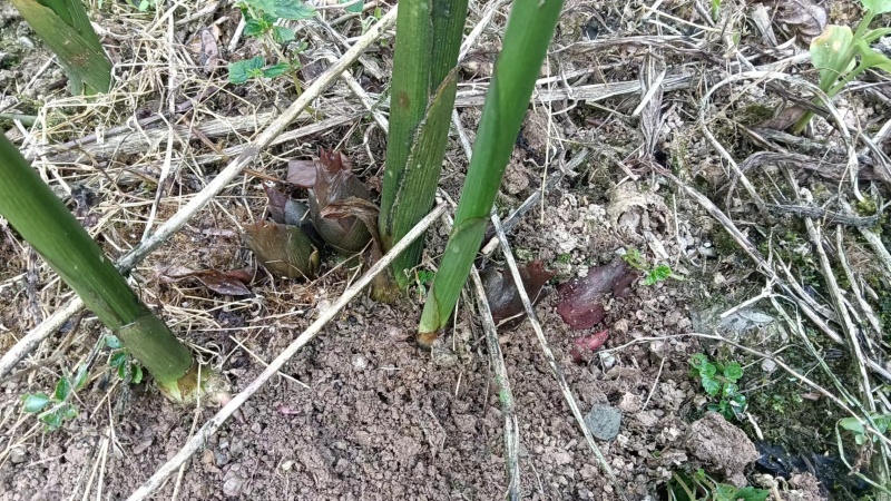 洋菏马上开始上市