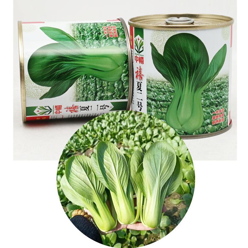 信福抗热王耐热青梗菜种子不拔节梗绿上海青种子原装发货
