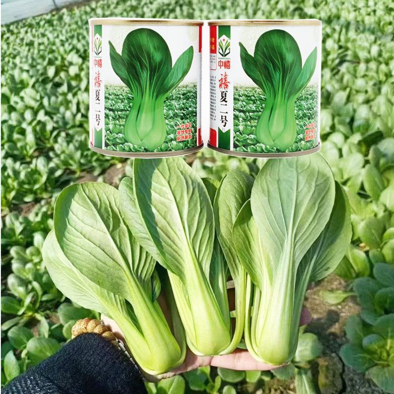 信福抗热王耐热青梗菜种子不拔节梗绿上海青种子原装发货