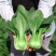 信福抗热王耐热青梗菜种子不拔节梗绿上海青种子原装发货