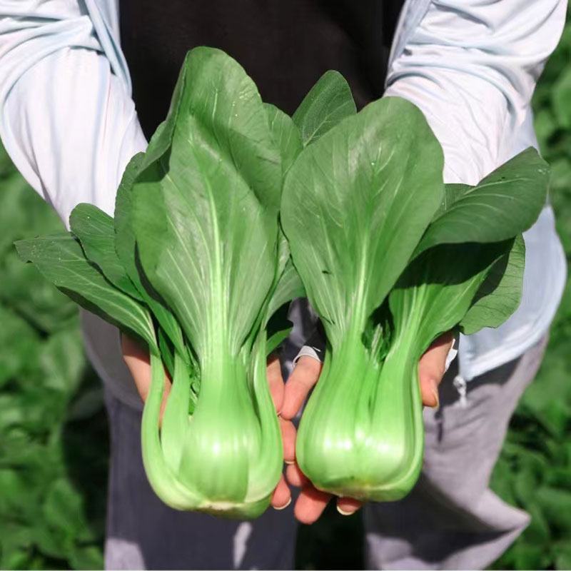 信福抗热王耐热青梗菜种子不拔节梗绿上海青种子原装发货