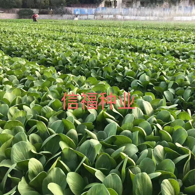信福抗热王耐热青梗菜种子不拔节梗绿上海青种子原装发货