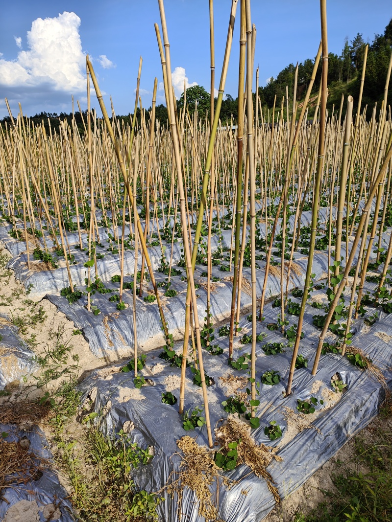 粉防己苗土木香江西道地药材，欢迎实地考察