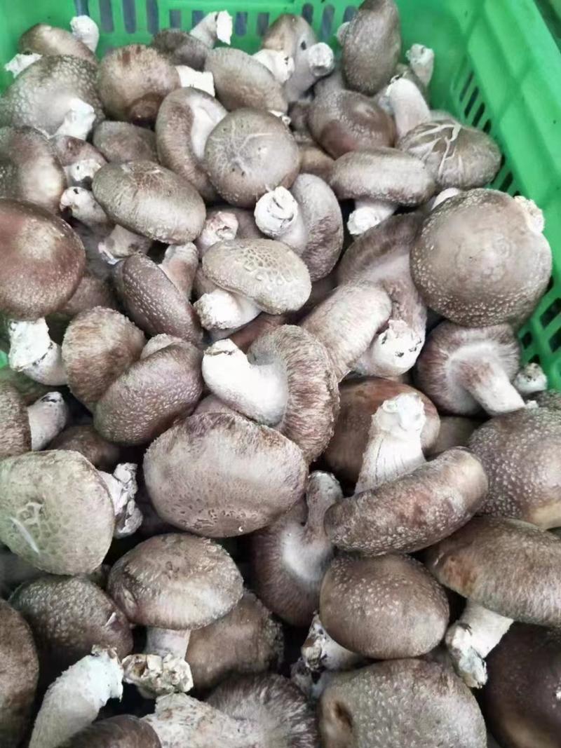 河北鲜香菇水菇专业走货团队日供货万斤走货省心便利