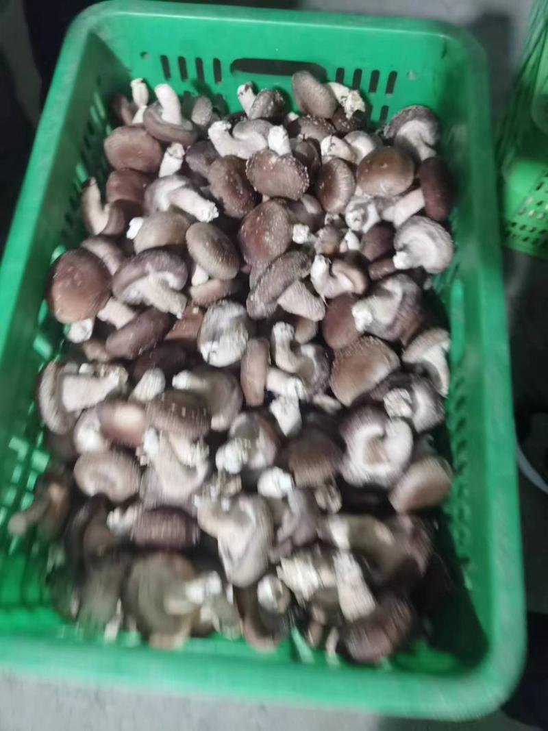 河北鲜香菇水菇专业走货团队日供货万斤走货省心便利