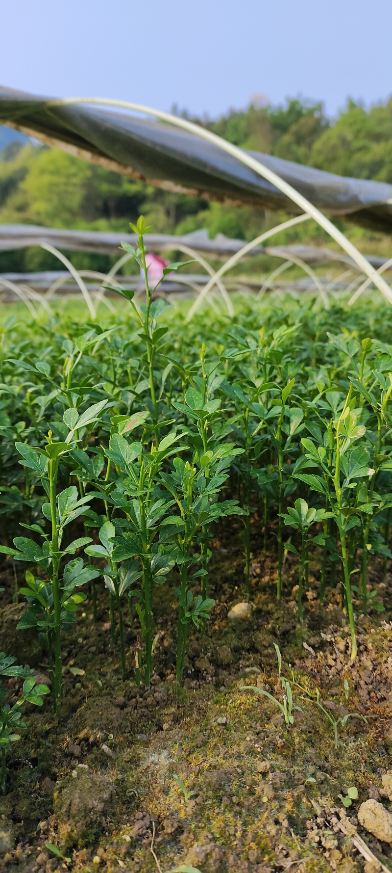 枳壳芽苗、枳壳奶苗、枳壳小苗，根须好，叶片清秀