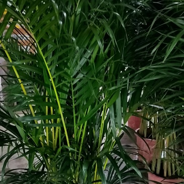 新鲜广东散尾葵，当地直供，品质保证，低价处理