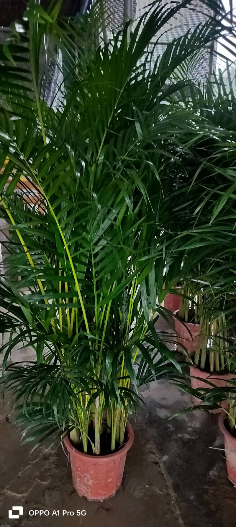 新鲜广东散尾葵，当地直供，品质保证，低价处理