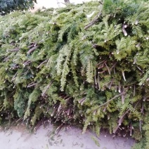 曼地亚红豆杉干枝、叶