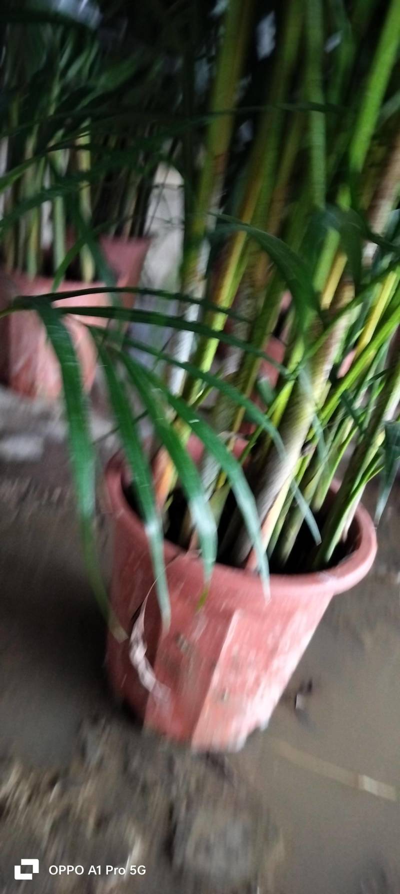 新鲜广东散尾葵，当地直供，品质保证，低价处理
