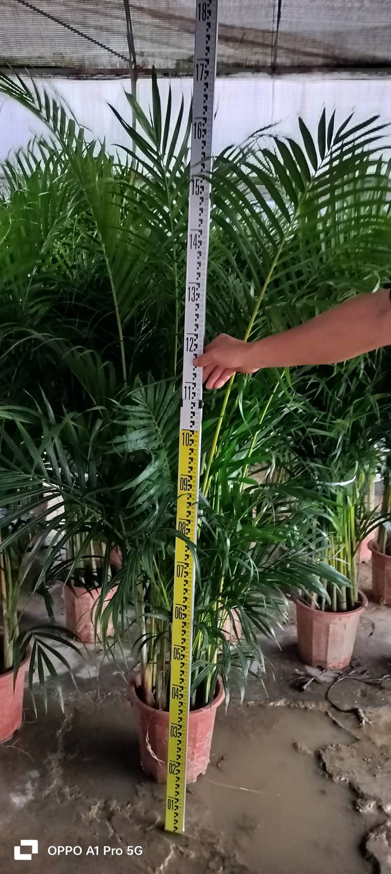 新鲜广东散尾葵，当地直供，品质保证，低价处理