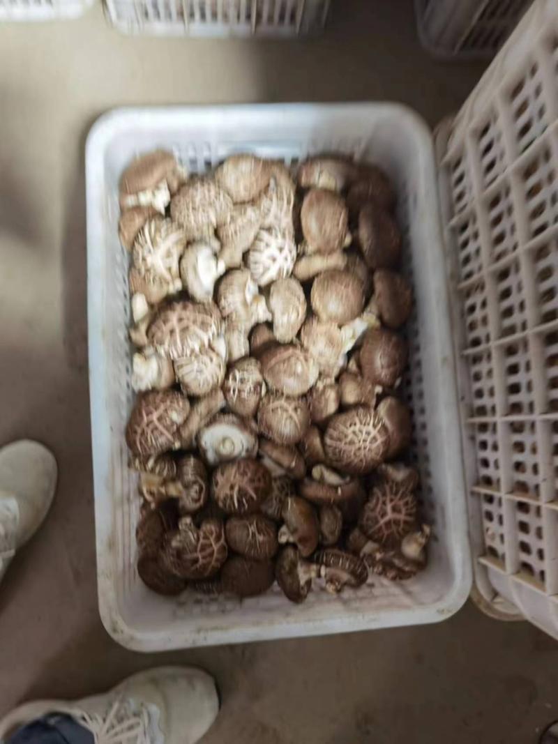 河北鲜香菇白菇花菇基地直供质优价美对接各级批发