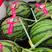 陕西省蒲城县精品吊篮西瓜，皮薄肉厚，甘甜多汁，夏天的福利