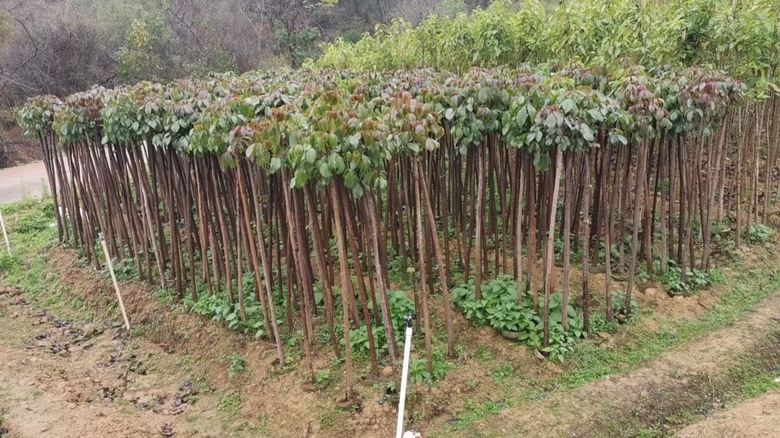 红枫林整体景观与健康叶片对比图