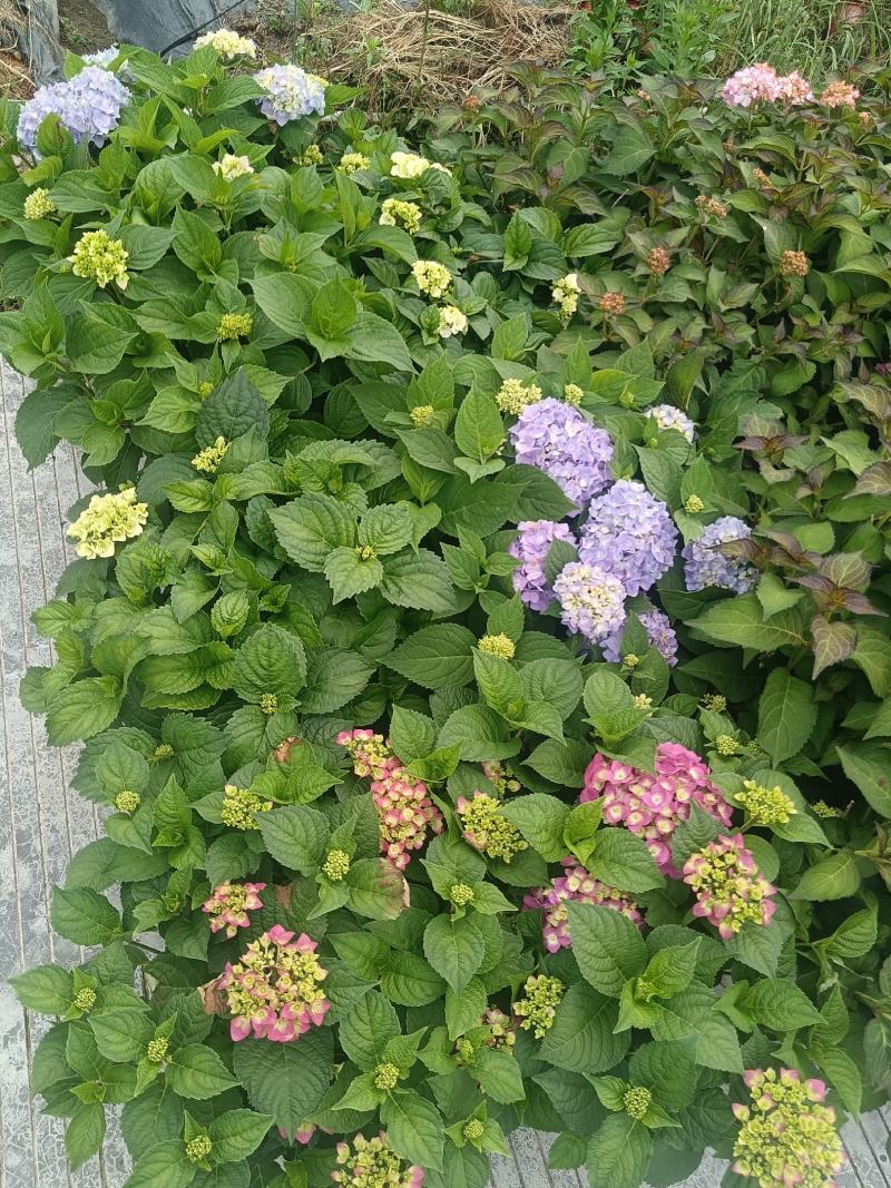 无尽夏绣球5加仑