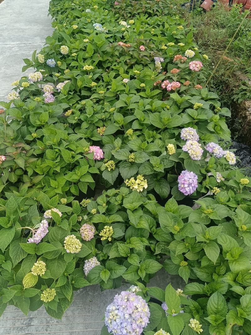 无尽夏绣球5加仑