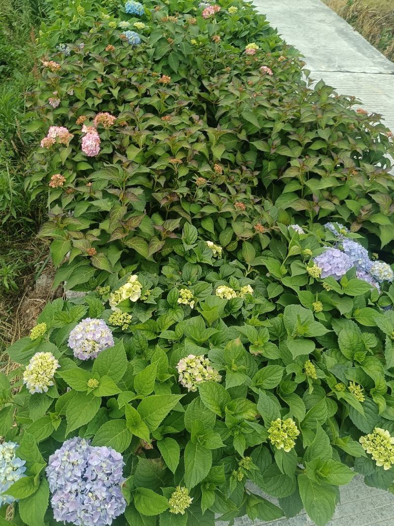 无尽夏绣球5加仑